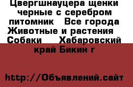 Цвергшнауцера щенки черные с серебром питомник - Все города Животные и растения » Собаки   . Хабаровский край,Бикин г.